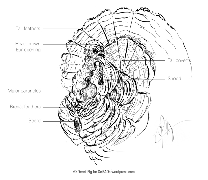 anatomy of a turkey