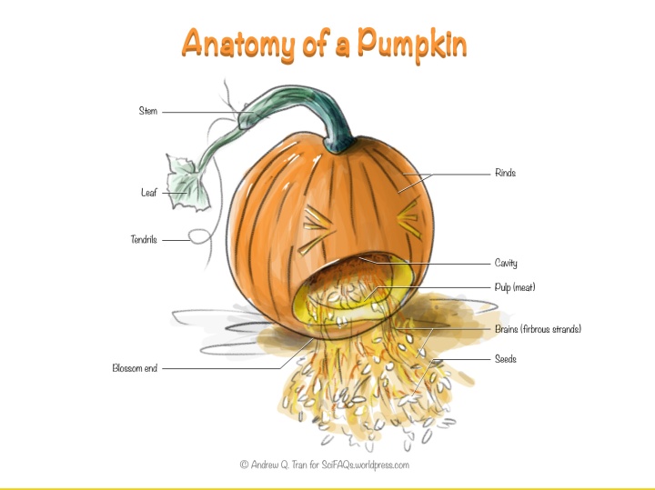 Anatomy of a Pumpkin